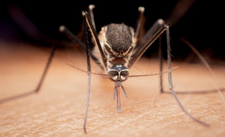 Komary Aedes aegypti mogą przenosić choroby tropikalne