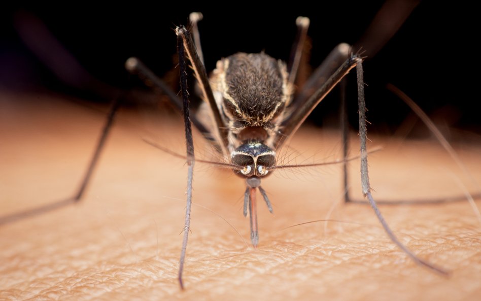 Komary Aedes aegypti mogą przenosić choroby tropikalne