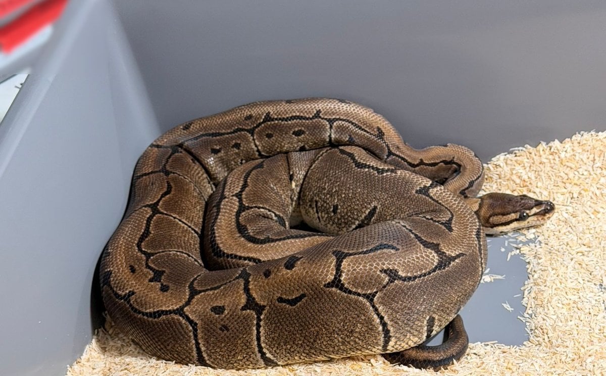 148 pytonów królewskich w mieszkaniu. Policyjna akcja w Krakowie