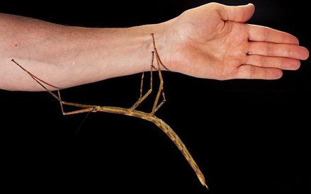 Wietnamski patyczak ma... 22 cm długości.