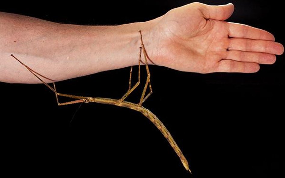 Wietnamski patyczak ma... 22 cm długości.