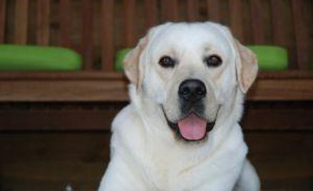 Labradory i owczarki bez państwowych certyfikatów