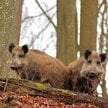 Lasy Miejskie - Warszawa, które prowadzą działania w celu redukcji dzików, nie mają możliwości szcze