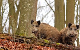 Lasy Miejskie – Warszawa, które prowadzą działania w celu redukcji dzików, nie mają możliwości szcze