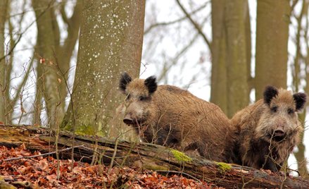 Lasy Miejskie - Warszawa, które prowadzą działania w celu redukcji dzików, nie mają możliwości szcze