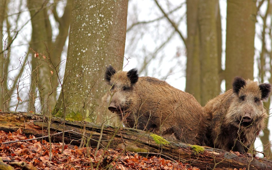 Lasy Miejskie – Warszawa, które prowadzą działania w celu redukcji dzików, nie mają możliwości szcze