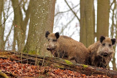 Lasy Miejskie – Warszawa, które prowadzą działania w celu redukcji dzików, nie mają możliwości szcze