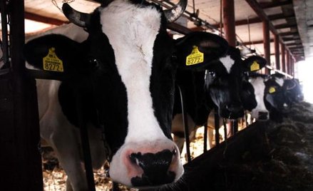 Wspólnotowe kwoty mleczne będą obowiązywać tylko do końca marca. Potem na rynku pojawi się pełna kon