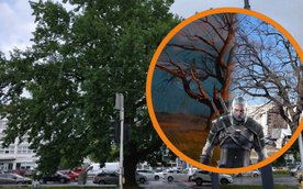 Wyjątkowy dąb szypułkowy rosnący przy ulicy Jagiellońskiej otrzymał oficjalne imię „Geralt”.