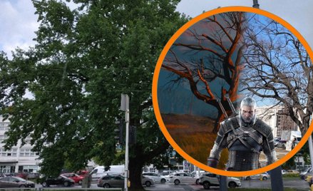 Wyjątkowy dąb szypułkowy rosnący przy ulicy Jagiellońskiej otrzymał oficjalne imię „Geralt”.