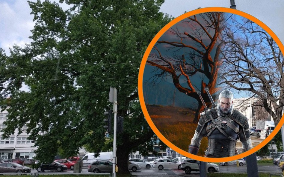 Wyjątkowy dąb szypułkowy rosnący przy ulicy Jagiellońskiej otrzymał oficjalne imię „Geralt”.