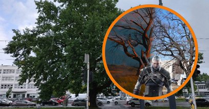 Wyjątkowy dąb szypułkowy rosnący przy ulicy Jagiellońskiej otrzymał oficjalne imię „Geralt”.