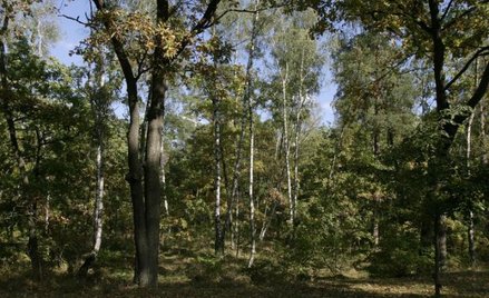 Nacjonalizacja naruszała prawo, ale działka nie do zwrotu