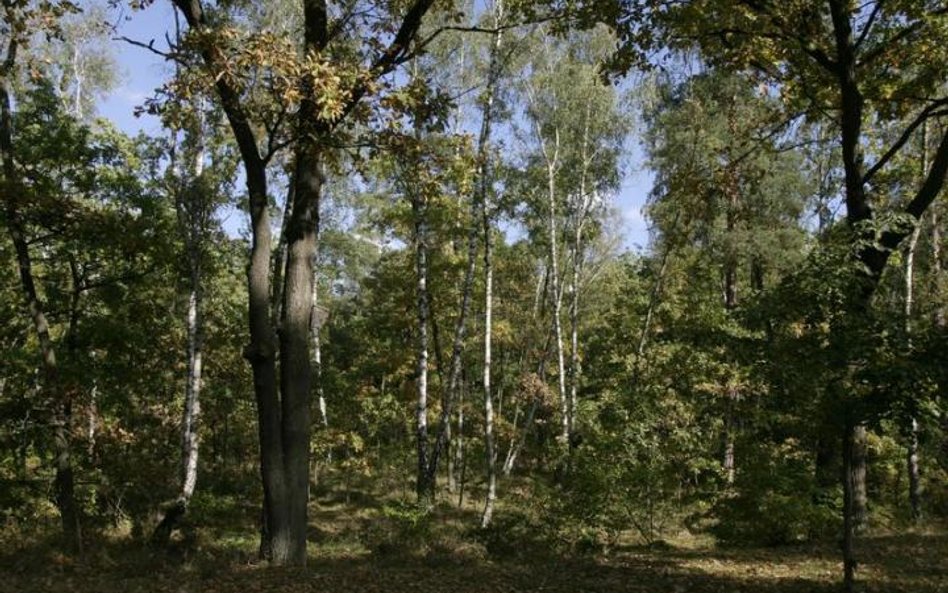 Państwo nie przejęło lasów podzielonych przed wojną na parcele