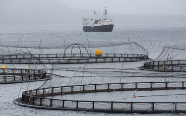 Rosja zdecydowała się wypowiedzieć Wielkiej Brytanii umowę o rybołówstwie