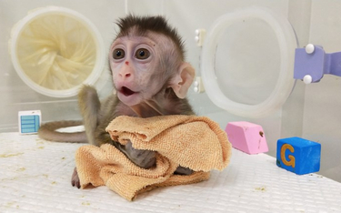Chiny: Klonują małpy, które mają problemy ze snem