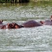 Hipopotamy mafii w Hacienda Napoles