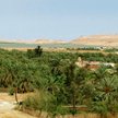 Siwa – słone jezioro i plantacja palm daktylowych.