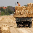 Susza dotknęła ok. 800 tys. hektarów upraw
