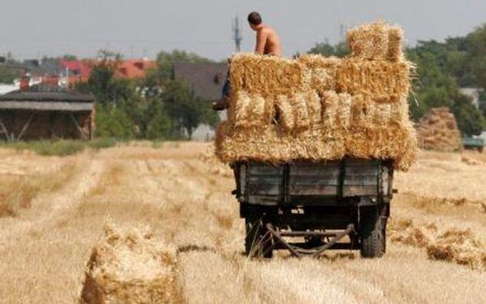 Susza dotknęła ok. 800 tys. hektarów upraw