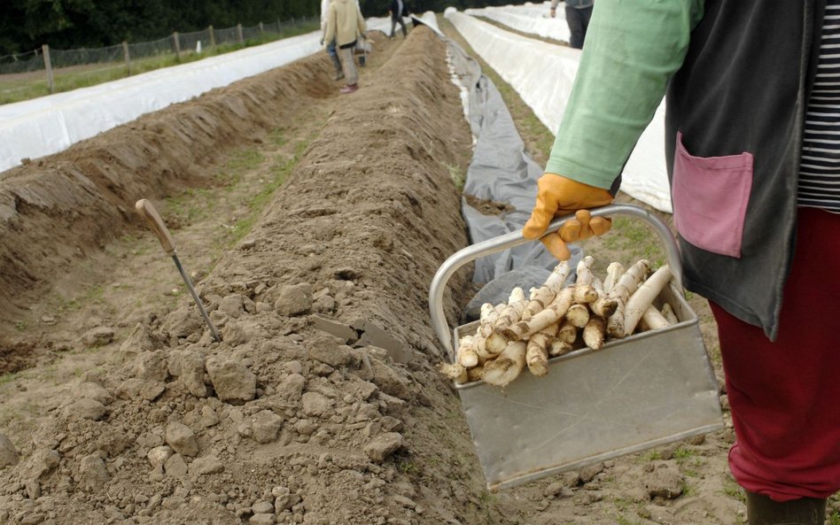 Pandemia i wyższe płace uderzyły w saksy