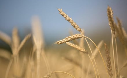 Najwięcej pszenicy eksportuje… Rosja