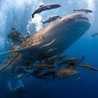 Dorosłe rekiny wielorybie (Rhincodon typus) mogą osiągać nawet do 18 metrów długości.
