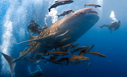 Dorosłe rekiny wielorybie (Rhincodon typus) mogą osiągać nawet do 18 metrów długości.