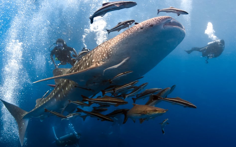 Dorosłe rekiny wielorybie (Rhincodon typus) mogą osiągać nawet do 18 metrów długości.