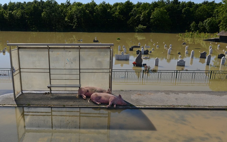 Przyroda (zdjęcie pojedyncze): 3. miejsce - Bartłomiej Jurecki, Tygodnik Podhalański