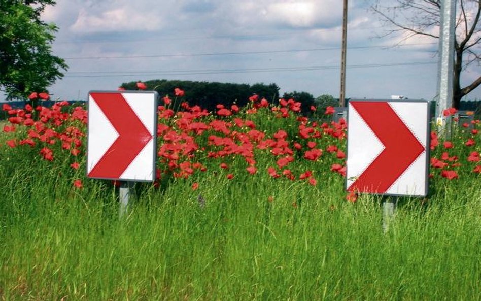 Maki koło Nasielska na Mazowszu. Piękne jak marzenie. Wysiały się same / www.luczaj.com