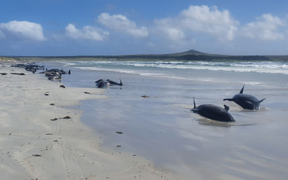 Nowa Zelandia: Niemal sto wielorybów w pułapce. Zginęły na lądzie