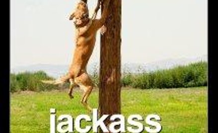 Jackass 3D: wygłupy szalonych kaskaderów