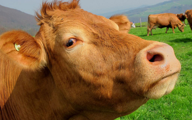 Wielka Brytania: Rolnik oddał stado krów do schroniska. Tłumaczył, że krowy mają uczucia