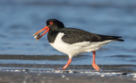 Niezwykle rzadki ptak poleciał z Polski do Francji. Zabili go myśliwi