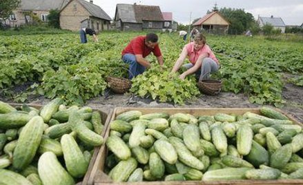 Triumfalny powrót krzywych ogórków
