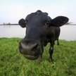 Krowia krew lekiem na epidemię? Rozpoczną testy na ludziach