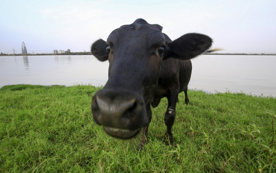 Krowia krew lekiem na epidemię? Rozpoczną testy na ludziach