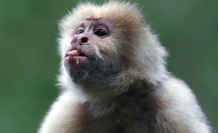 Z miłości do małpy