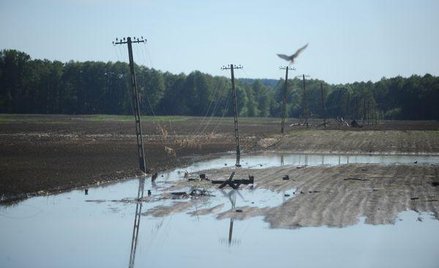 Ubezpieczenia rolnicze: Do 750 zł za strusia