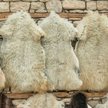 Co dalej z fermami futrzarskimi? Wszystko w rękach Kaczyńskiego