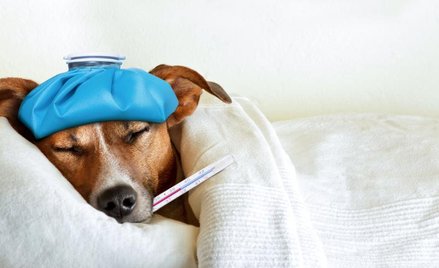 Sąd w Rzymie: wolne w pracy na opiekę nad chorym psem