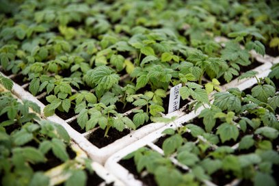 Nowością podczas tej odsłony akcji będzie możliwość wymiany odzieży i tekstyliów na sadzonki roślin