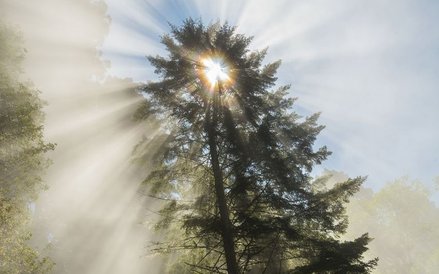 Park Narodowy Redwood, Kalifornia, 2015 r.