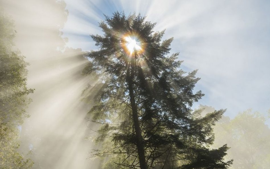 Park Narodowy Redwood, Kalifornia, 2015 r.