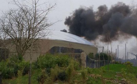 Pożar w zoo. Trwają poszukiwania zwierząt