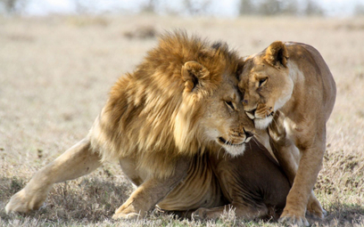 RPA rezygnuje z hodowli lwów w niewoli