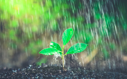 Ogrody deszczowe są jednym ze sposobów zagospodarowania wód deszczowych w miastach
