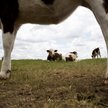 Chińczycy zajadają się amerykańską wołowiną. Zamówienia z Australii spadają