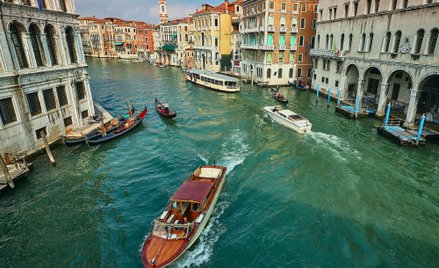 Pojawienie się żarłocznych żebropławów w wodach Adriatyku to zasługa zmian klimatu i ocieplania się 